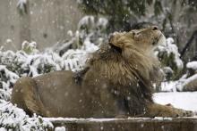 African lion Luke gazes up at the snow.