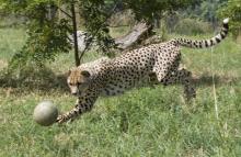 Enrichment Day is Sept. 16, 2017. Cheetah interacting with enrichment
