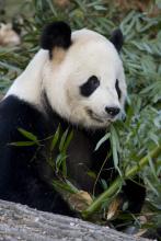 Tian TIan Giant panda Tian Tian eating bamboo