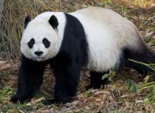 Mei Xiang Female giant panda Mei Xiang stands in a grassy, mulch-covered area