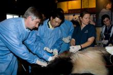 To ensure the future of the species, Smithsonian’s National Zoo and Conservation Biology Institute scientists have become experts in facilitating giant panda reproduction. A team of veterinarians and reproductive biologists perform a procedure on a sedated giant panda