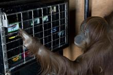 Enrichment Day is Sept. 16, 2017. Orangutan Iris interacting with enrichment