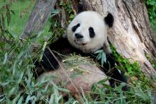 Tian Tian Giant panda Tian Tian leans against the trunk of a tree and eats bamboo