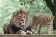 African lion Luke and one of his cubs.