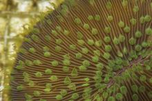 Adult mushroom coral (F. scutaria). Adult mushroom coral.