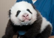 Bao Bao Giant panda cub Bao Bao is held by a veterinarian