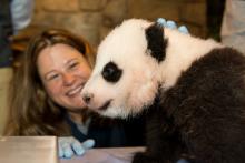 The giant panda team takes care of the Zoo’s giant pandas every day—including weekends, holidays and during bad weather. Their daily duties include monitoring the bears’ behavior, preparing their diets, readying their enrichment, conducting training sessions, collecting urine and fecal samples for scientists to study and cleaning their habitats. Keepers log details about each panda’s activities in their daily reports to track their health and activity trends. A giant panda keeper smiles at a giant panda cub resting on a table in front of her