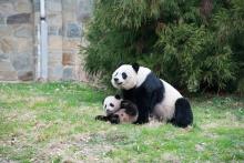 Mei Xiang and cub Bao Bao Giant panda Mei Xiang and her cub together in a grassy yard outdoors
