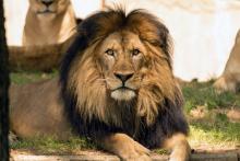 African lion Luke relaxes in his habitat.