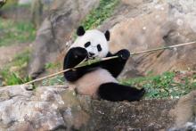 Bao Bao Giant panda cub Bao Bao sits on a rock eating a piece of bamboo