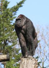 Western lowland gorilla Calaya in the Great Ape House outdoor habitat.