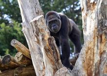 Western lowland gorilla Calaya in the Great Ape House outdoor habitat.