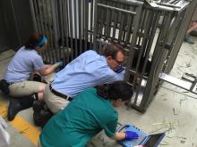 Animal care staff build trust with the Zoo’s giant pandas through positive reinforcement training. This enables the bears to voluntarily participate in their own health care. Keepers and veterinarians examine the pandas, administer medications and conduct medical procedures while they are awake, lessening the need for anesthesia. When the pandas do the behaviors asked of them, they receive verbal praise and a favorite treat, such as honey water. A giant panda lays in a training chute while veterinarians perform an ultrasound and review the images on a laptop