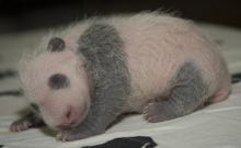 Bei Bei Giant panda cub Bei Bei asleep on a table; he has only a light layer of fur and his markings are visible