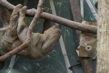 Two-toed sloth Ms Chips at the Smithsonian's National Zoo. (Photo: Clyde Nishimura/Smithsonian's National Zoo) Two-toed sloth Ms Chips