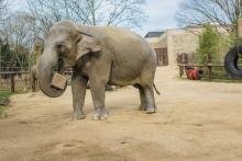 Enrichment Day is Sept. 16, 2017. Asian elephant Bozie interacting with enrichment