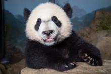 Bei Bei Giant panda cub Bei Bei stands with his front paws on a rock