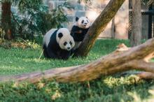 Mei Xiang and cub Bei Bei Giant panda Mei Xiang stands in the grass beside her cub as it climbs a log in a grassy yrad