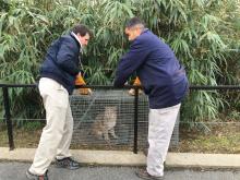 Curators Michael Brown-Palsgrove and Craig Saffoe with female bobcat Ollie. Ollie Bobcat