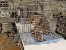 The Smithsonian's National Zoo's female bobcat Ollie at the Zoo's veterinary hospital for evaluation. Ollie Bobcat