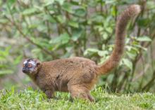 Red-fronted Lemur Flare at the Smithsonian's National Zoo's Lemur Island habitat.