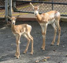 Two Dama gazelle calves, a female (left) and male (right), were born at the Smithsonian’s National Zoo Oct. 9 and Sept. 7, 2018, respectively.