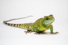 A small green lizard, called an Asian water dragon, with scaly skin, a long, thin, striped tail, small spikes along its spine and short claws on its digits