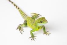 A small green lizard, called an Asian water dragon, with scaly skin, a long, thin, striped tail, small spikes along its spine and short claws on its digits