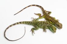 The Smithsonian’s National Zoo was the first to confirm facultative parthenogenesis in Asian water dragons, a species of lizard. A female Asian water dragon (left) hatched August 2016 and is the only surviving offspring of her 12-year-old mother (right). Photo: Skip Brown/Smithsonian's National Zoo Asian water dragon mother (top) and parthenogenic offspring (bottom).