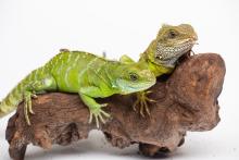 The Smithsonian’s National Zoo was the first to confirm facultative parthenogenesis in Asian water dragons, a species of lizard. A female Asian water dragon (left) hatched August 2016 and is the only surviving offspring of her 12-year-old mother (right). Photo: Skip Brown/Smithsonian's National Zoo Asian water dragon mother (top) and parthenogenic offspring (bottom).