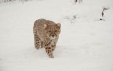 A snowstorm brought a blanket of snow to the Smithsonian Conservation Biology Institute in Front Royal, Virginia. Many of the animals, including this cheetah, enjoyed being outside in the winter weather. Photo credit: Lisa Ware, Smithsonian Conservation Biology Institute A cheetah walking through snow toward the camera