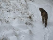 A snowstorm brought a blanket of snow to the Zoo Jan. 12 to 13. Many of the Zoo’s animals who enjoy colder weather, like this cheetah, enjoyed being outside in the winter weather. Photo credit: Gil Myers, Smithsonian's National Zoo and Conservation Biology Institute A cheetah walking through the snow at the Smithsonian's National Zoo