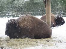 A snowstorm brought a blanket of snow to the Zoo Jan. 12 to 13. Many of the Zoo’s animals who enjoy colder weather, like these American bison, enjoyed being outside in the winter weather. Photo credit: Gil Myers, Smithsonian's National Zoo and Conservation Biology Institute Two American bison resting in the snow