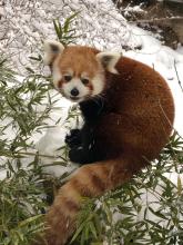A snowstorm brought a blanket of snow to the Zoo Jan. 12 to 13. Many of the Zoo’s animals who enjoy colder weather, like this red panda, enjoyed being outside in the winter weather. Photo credit: Mariel Lally, Smithsonian's National Zoo and Conservation Biology Institute A red panda in the snow with bamboo