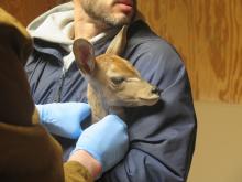 Cheetah Conservation Station keepers welcomed a new arrival, a male lesser kudu calf born overnight Jan. 12. Photo credit: Smithsonian's National Zoo and Conservation Biology Institute A kudu calf being held by a zookeeper while a veterinarian examines it