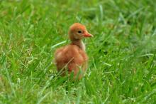 A 6-day-old hooded crane chick at the Smithsonian Conservation Biology Institute. The chick hatched June 12 and is only the second hooded crane chick to ever hatch at the facility. (Chris Crowe/Smithsonian Conservation Biology Institute) A hooded crane chick in the grass.