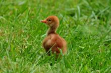 A 6-day-old hooded crane chick at the Smithsonian Conservation Biology Institute. The chick hatched June 12 and is only the second hooded crane chick to ever hatch at the facility. (Chris Crowe/Smithsonian Conservation Biology Institute) A hooded crane chick in the grass.