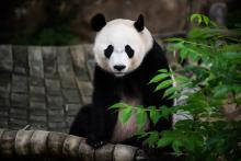 Bei Bei Giant panda Bei Bei sitting in a hammock made of recycled fire hose