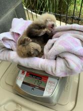 Red panda cub being weighed. 