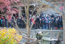 Giant panda Bei Bei munches on bamboo at the Bye Bye, Bei Bei celebration on Nov. 16, 2019. Giant panda Bei Bei eats bamboo while a crowd looks on