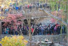 Visitors at the Bye Bye, Bei Bei celebration on Nov. 16, 2019. Two levels of crowds look on as Giant panda Bei Bei sits on a hammock