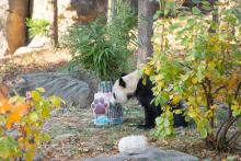 Giant panda Bei Bei and his celebratory cake at the Bye Bye, Bei Bei event on Nov. 16, 2019. Giant panda Bei Bei sniffs an elaborate and colorful ice cake with bamboo sticking out from the top
