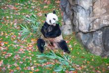 Giant panda Bei Bei munches on bamboo in his enclosure the morning of his trip to China. Giant panda Bei Bei munches on bamboo while sitting on grass