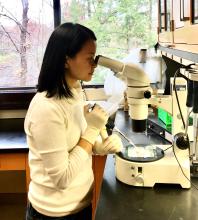 Scientist looking through a microscope while dehydrating live ovarian tissues. 