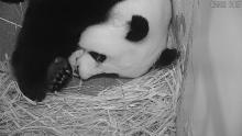 Aug. 25, 2020: In the early evening, Mei Xiang placed the cub on the floor of her den for just a few seconds, giving all of those watching the Panda Cam a fantastic view of her growing cub. Giant panda Mei Xiang rests with her newborn cub tucked under her chin inside their den