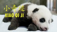 Nov. 23, 2020: After five days and just under 135,000 votes cast, we are thrilled to share that our 3-month-old giant panda cub’s name is Xiao Qi Ji! A giant panda cub with black-and-white fur, small claws and round ears. Text on the photo reads "Xiao Qi Ji" (the cub's name) in English and Mandarin Chinese