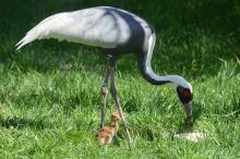 A female white-naped crane chick hatched April 2, 2020 to parents Brenda (pictured) and Eddie. A female white-naped crane chick hatched April 2, 2020 to parents Brenda (pictured) and Eddie.