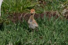 A female white-naped crane chick hatched April 2, 2020 to parents Brenda and Eddie. 