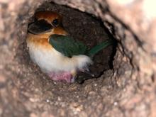 Guam Kingfisher Giha and her chick that hatched April 21, 2020. Guam Kingfisher Giha and her chick that hatched April 21, 2020.