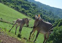 For the first time in the Smithsonian Conservation Biology Institute’s (SCBI) history, ungulate keepers celebrated the birth of a male Hartmann’s mountain zebra at the Front Royal, Virginia, facility. The colt was born overnight July 2, 2020.